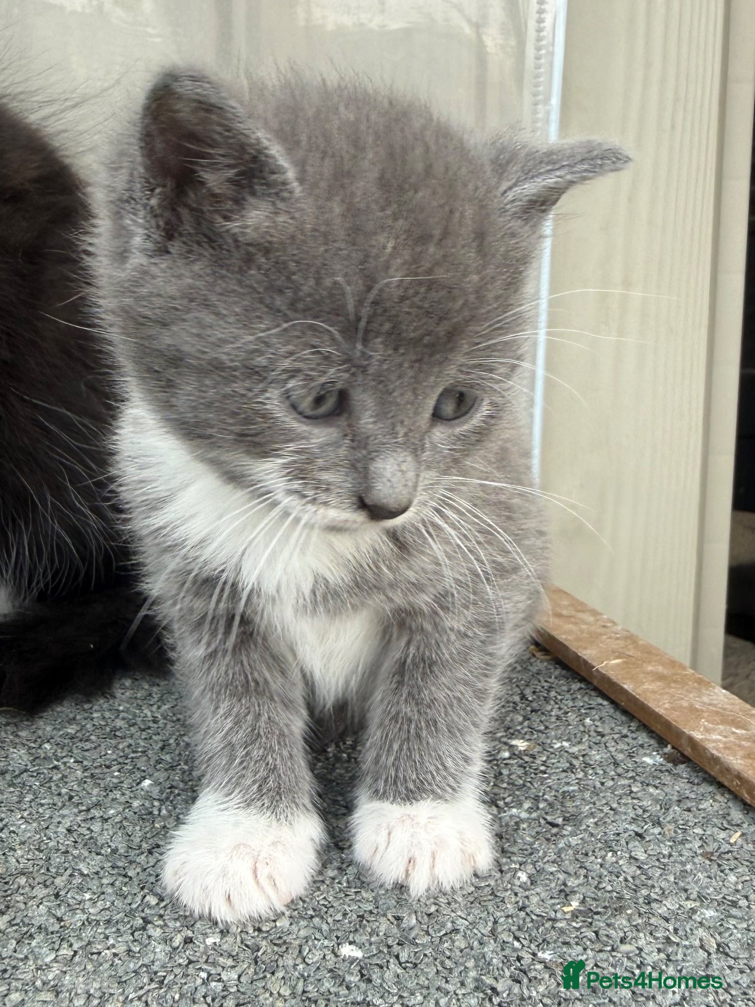 Mixed Breed cats Gorgeous Grey / Blue Girls  - Advert 1