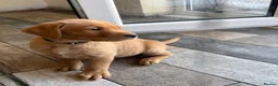 Labrador Retriever dogs for sale: KC Registered Fox Red Labrador puppies - Advert 6