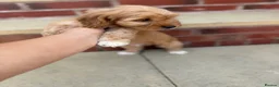 Cockapoo dogs for sale: Cockapoo 2 little girls ready new home 🏡 in Wigan - Advert 6