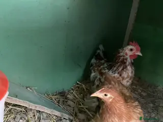 Chickens poultry PEKIN CHICKENS - Advert 13