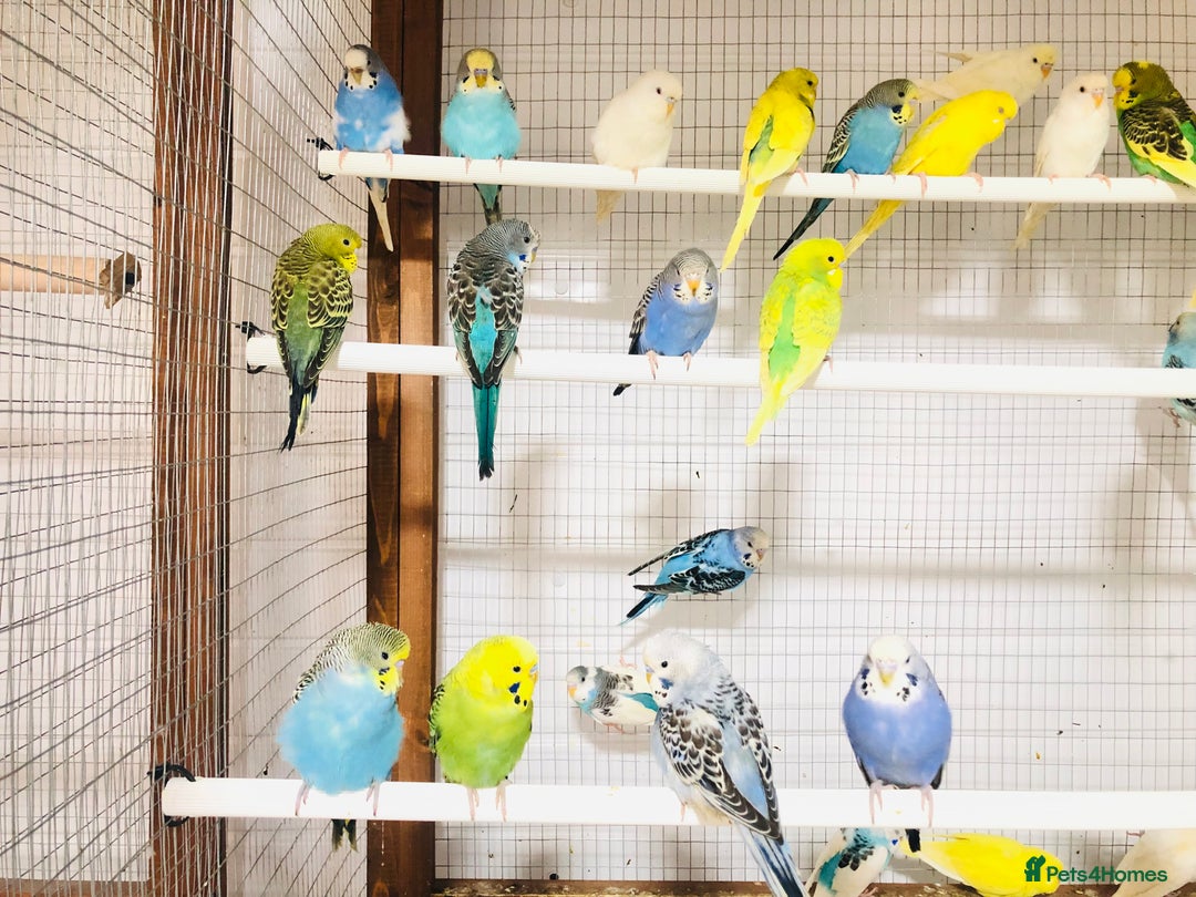 Budgerigars birds for sale: Beautiful baby budgies for sale. - Image 4