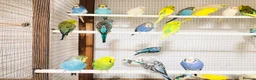 Budgerigars birds for sale: Beautiful baby budgies for sale. - Advert 4