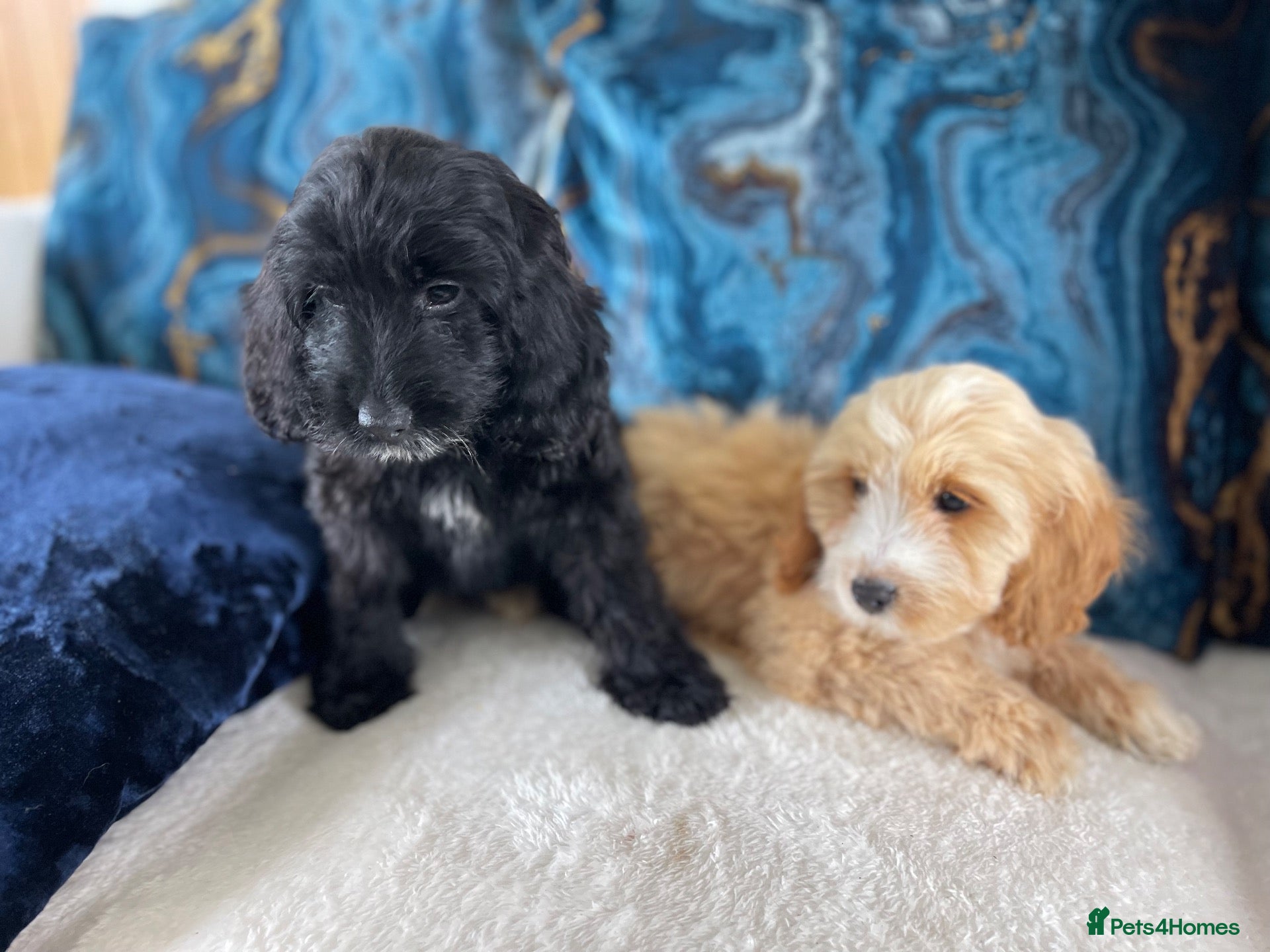 Cockapoo dogs Ready NOW F1 toy cockapoos - Advert 1