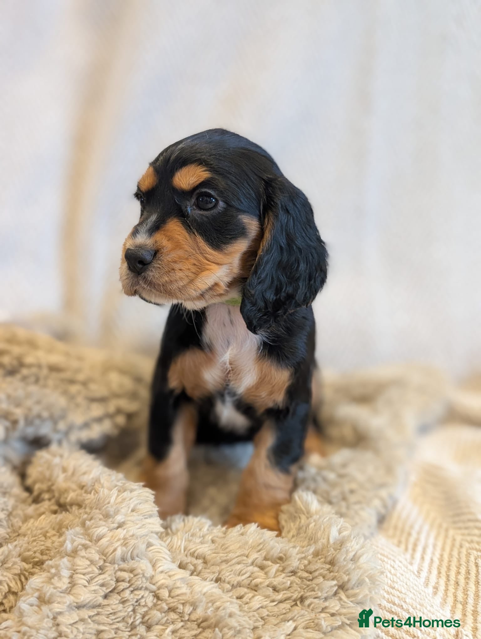 Cocker Spaniel dogs Beautiful Working type Cocker Spaniel Puppies - Advert 1
