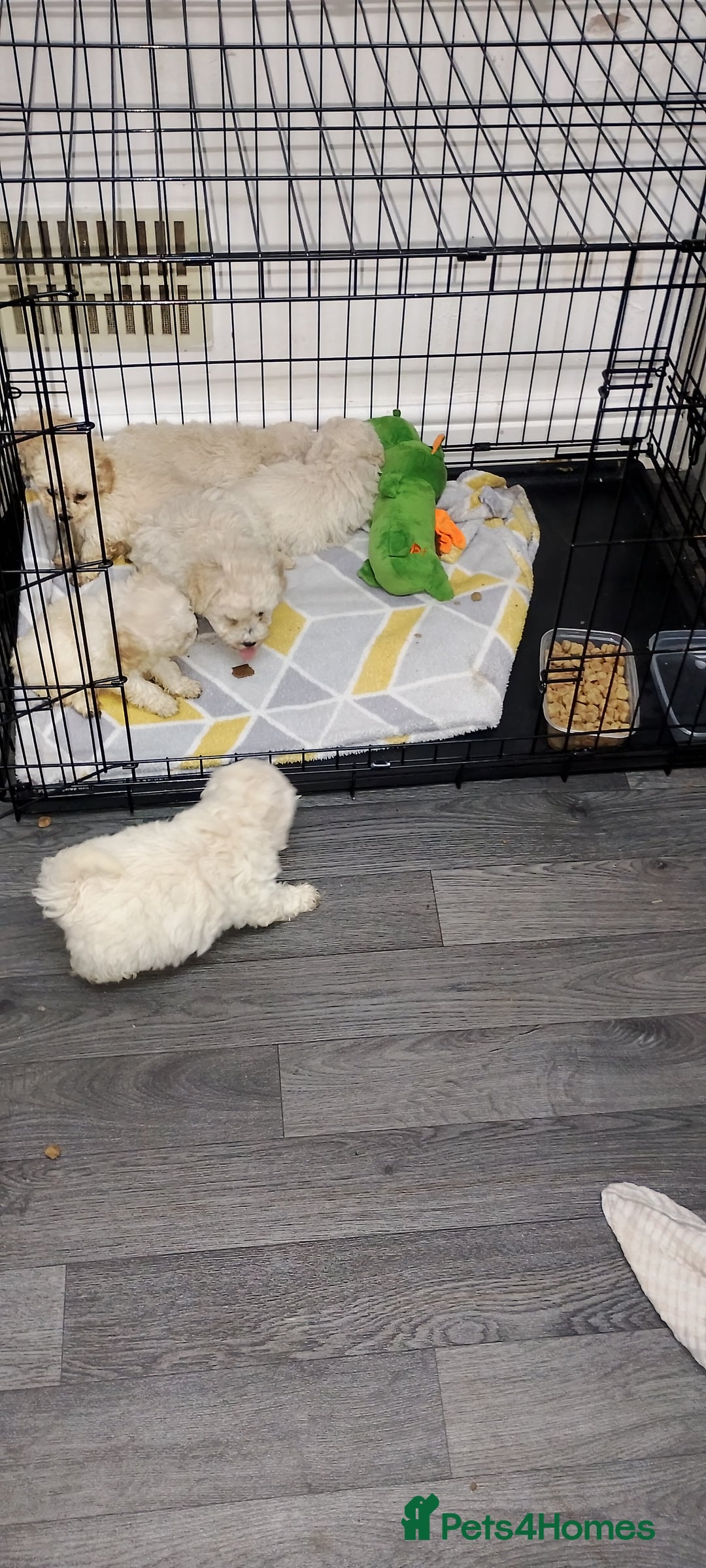 Poochon dogs for sale: Poochon  - Advert 21