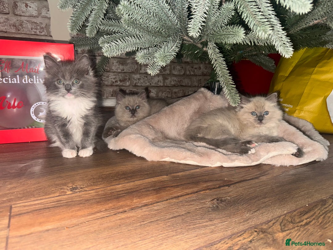 Ragdoll cats for sale: Tica Solid, Blue and Blue Mink Ragdolls - Advert 1