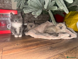 Ragdoll cats Tica Solid and Mink Ragdolls - Advert 1