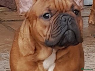 French Bulldog dogs Gorgeous Deep Red Fawn Boy in Middlesbrough - Advert 14