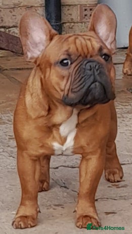French Bulldog dogs for stud in Middlesbrough - Advert 2