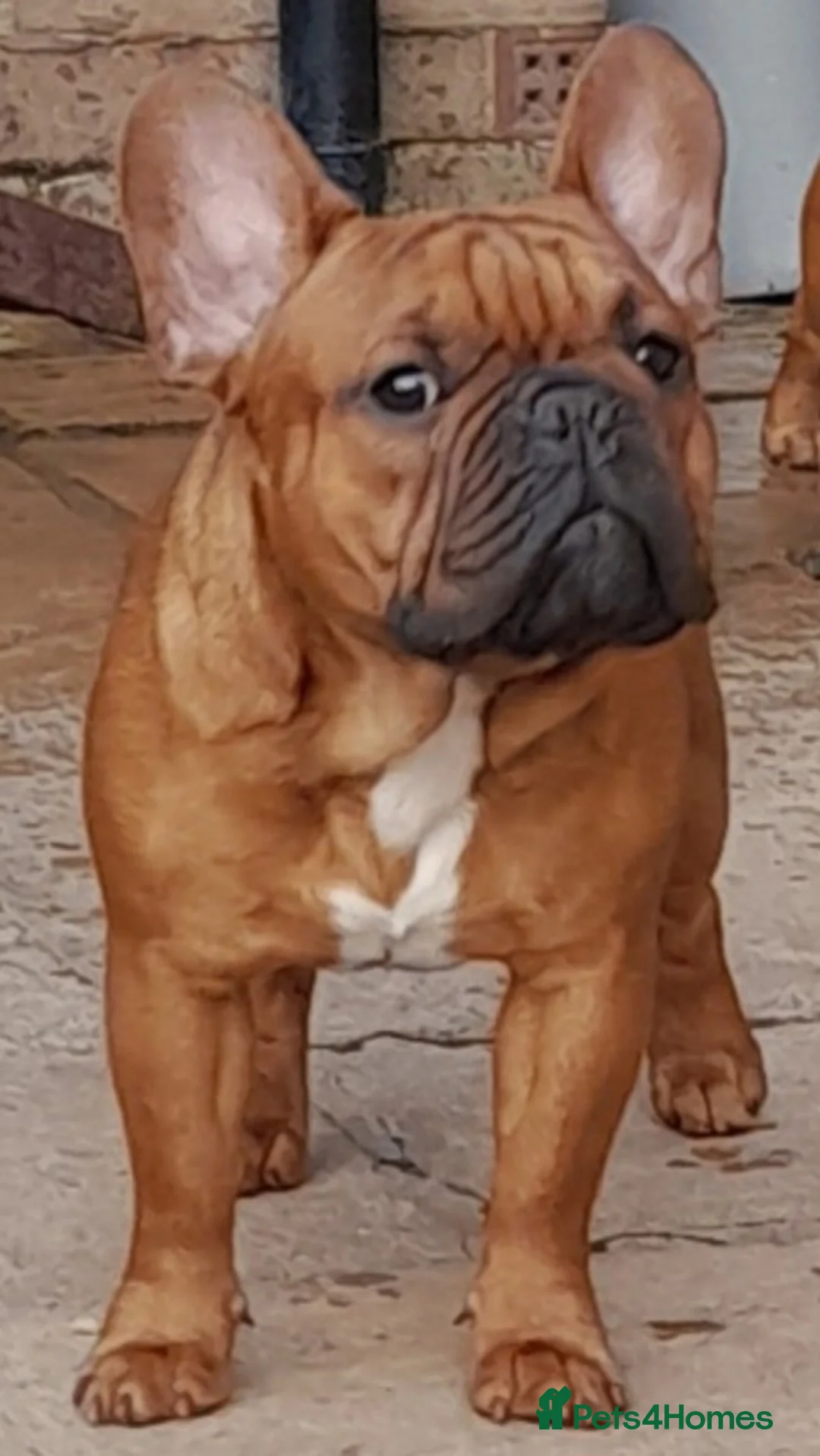 French Bulldog dogs for stud: Gorgeous Deep Red Fawn Boy in Middlesbrough - Advert 1