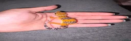 Leopard Gecko reptiles for sale: Leopard Geckos  - Advert 11