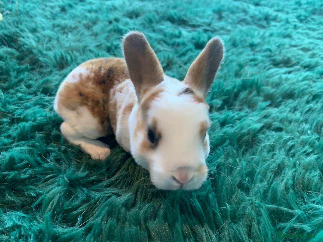 Rex rabbits for sale: Pure bred mini Rex  - Image 8