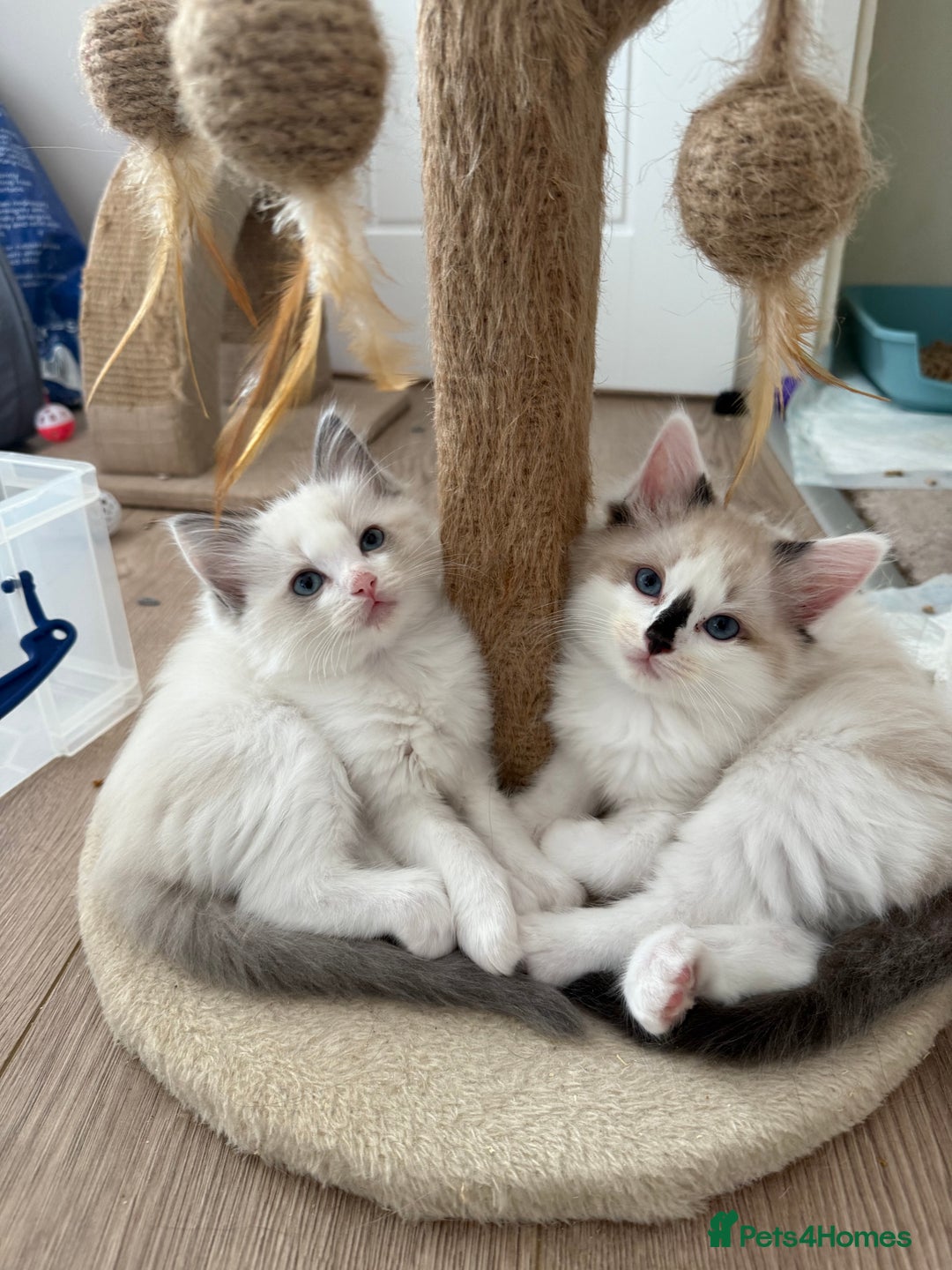 Ragdoll cats for sale: 🎀 Ragdoll kittens 🎀 2 left - Image 21
