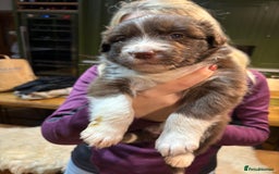 Border Collie dogs for sale: Beautiful Red Merle & Red Border Collie Puppies - Advert 16