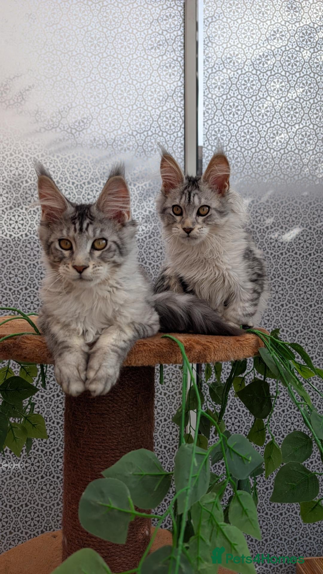 Maine Coon cats Stunning Tica registered Maine coon kittens - Advert 1