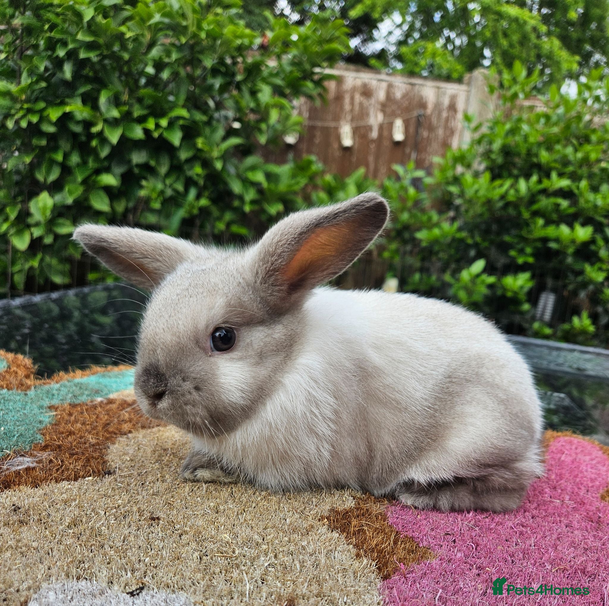 Mini Lop rabbits Baby female mini lop (ears haven't lopped yet) - Advert 2