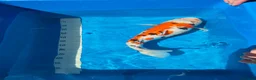 Koi Carp fish for sale: Platinum Ogon Chagoi Hi Utsuri - Advert 8