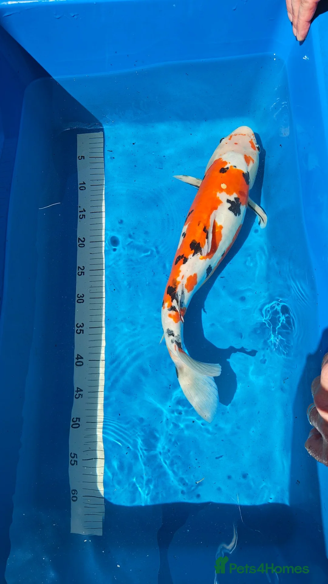 Koi Carp fish for sale: Platinum Ogon Chagoi Hi Utsuri - Advert 8