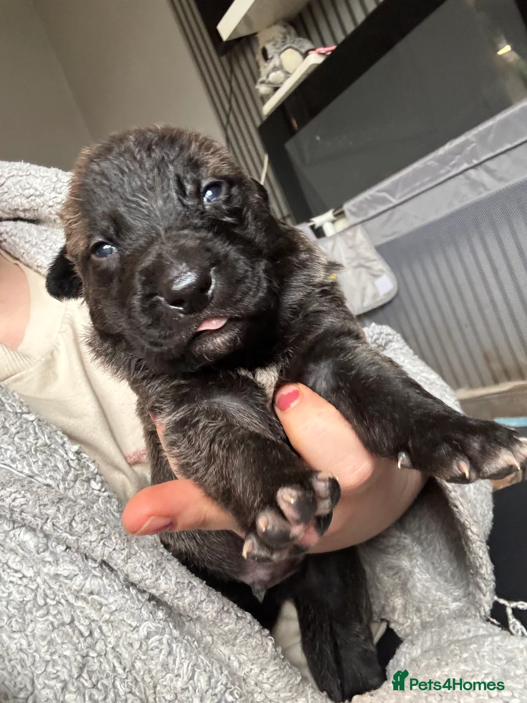 Mixed Breed dogs for sale: Beautiful staff x gsd puppies - Advert 14