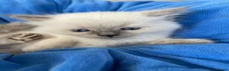 Ragdoll cats for sale: Kittens  - Advert 7