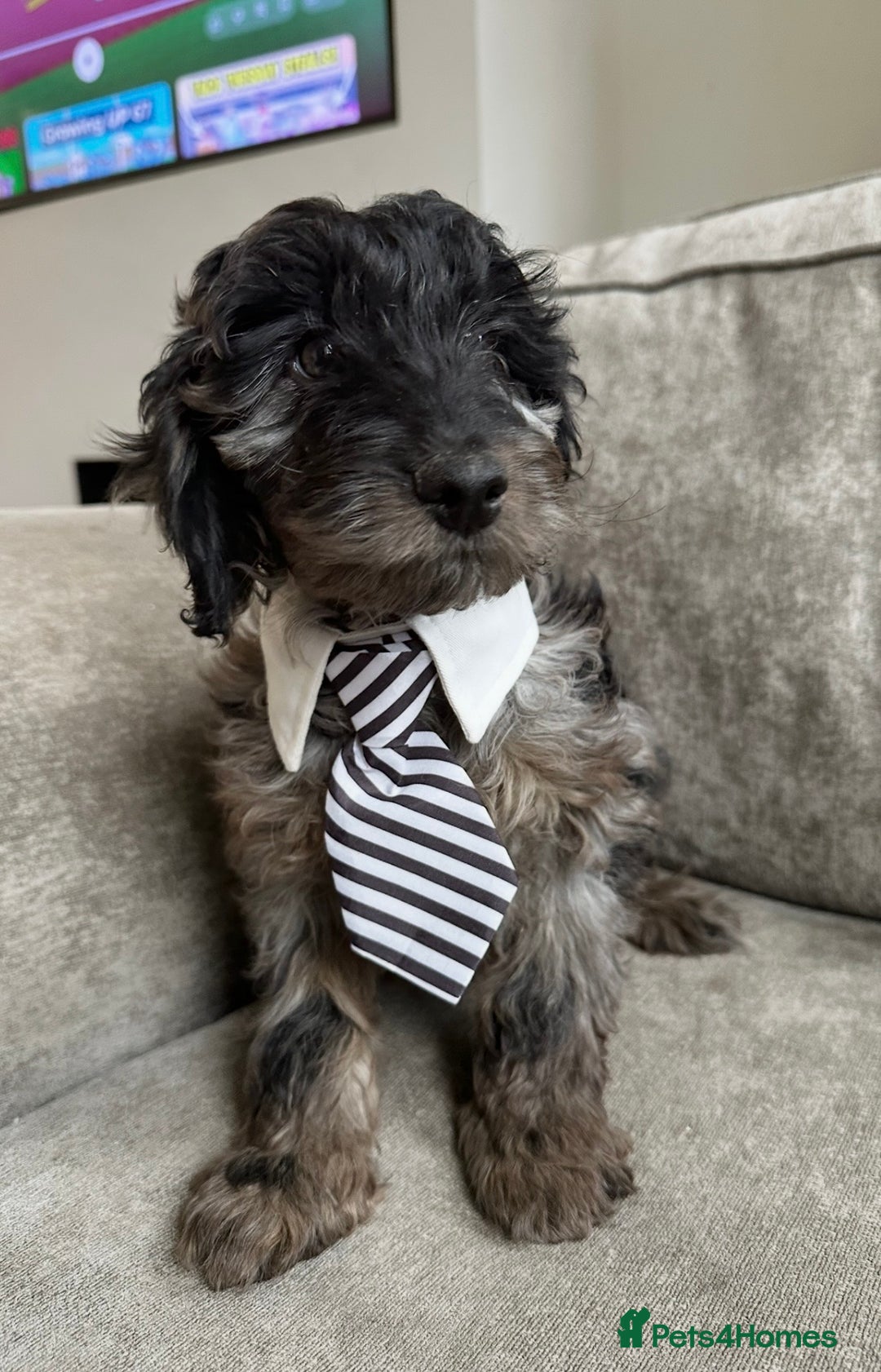 Cockapoo dogs for sale: Outstanding Cockapoos’s  - Advert 19