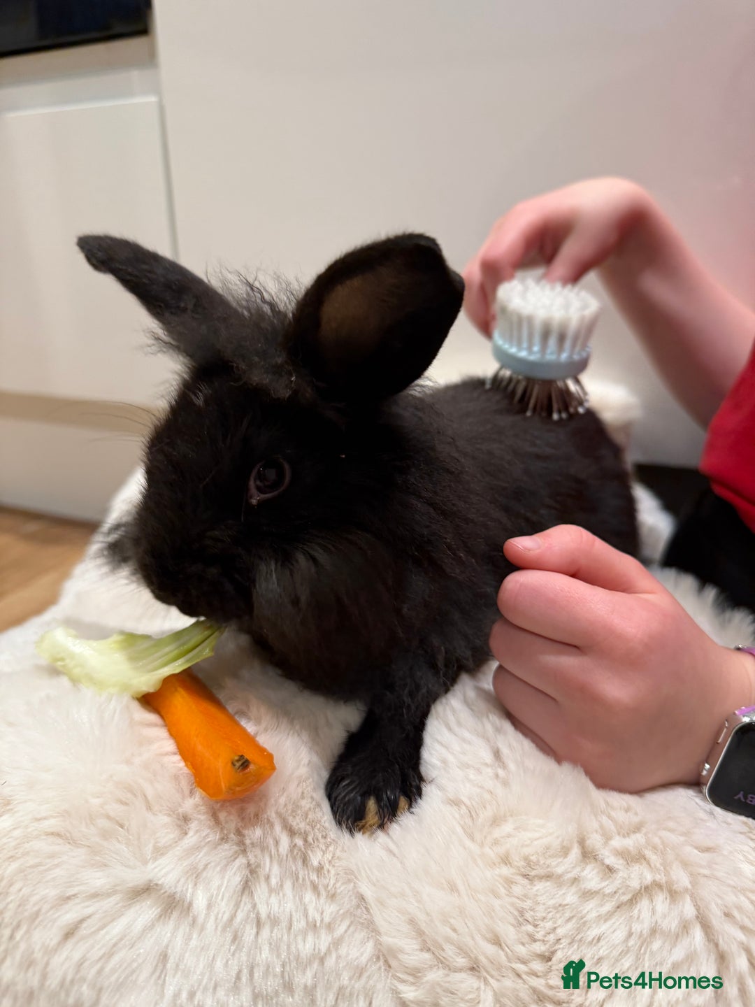 Mixed Breed rabbits for sale: Black girl rabbit- 12 weeks old  - Advert 2