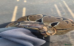 Python Snake reptiles for sale: Royal Python comes with ENCLOSURE  - Advert 2