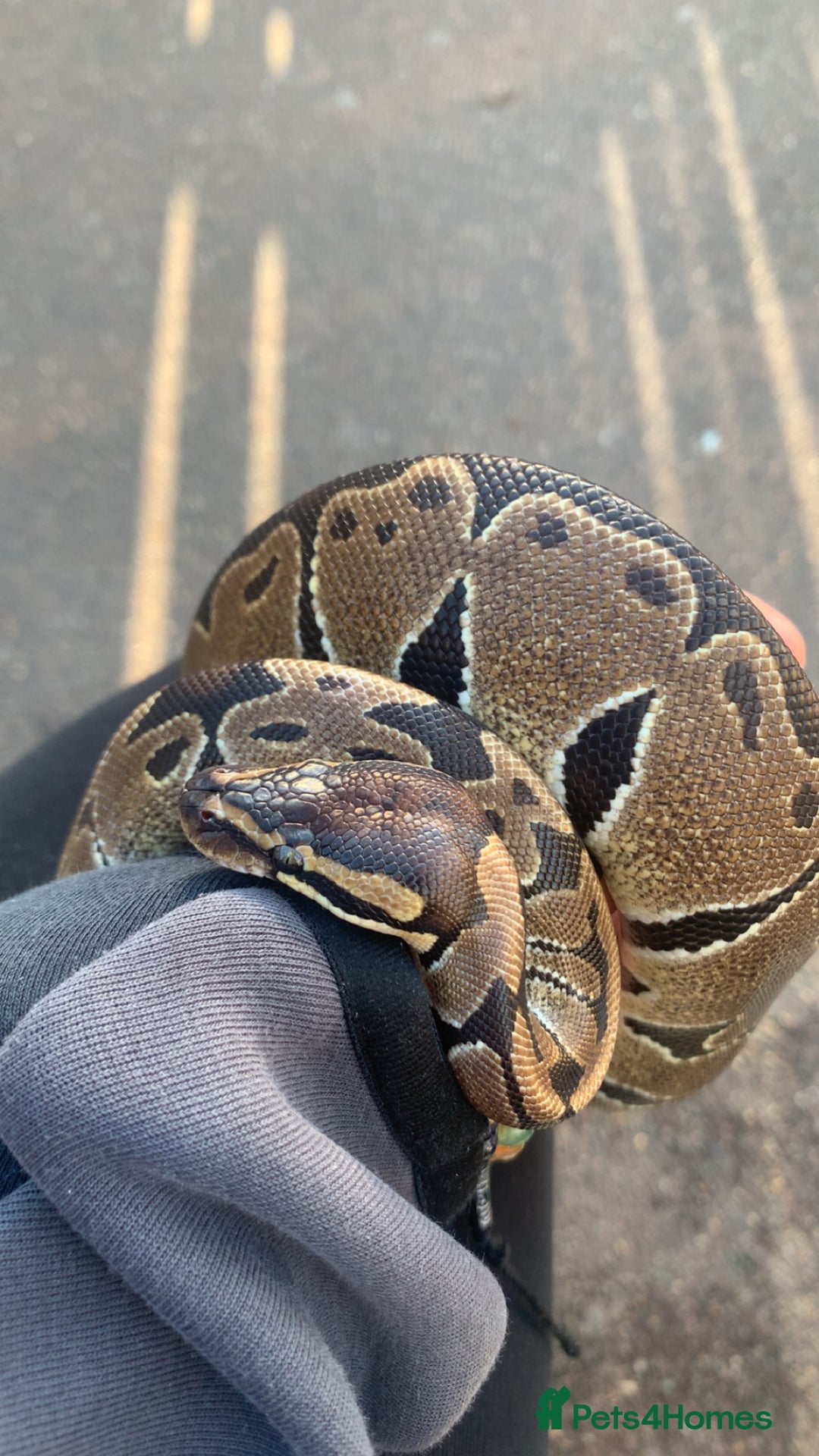 Python Snake reptiles for sale: Royal Python comes with ENCLOSURE  - Advert 2