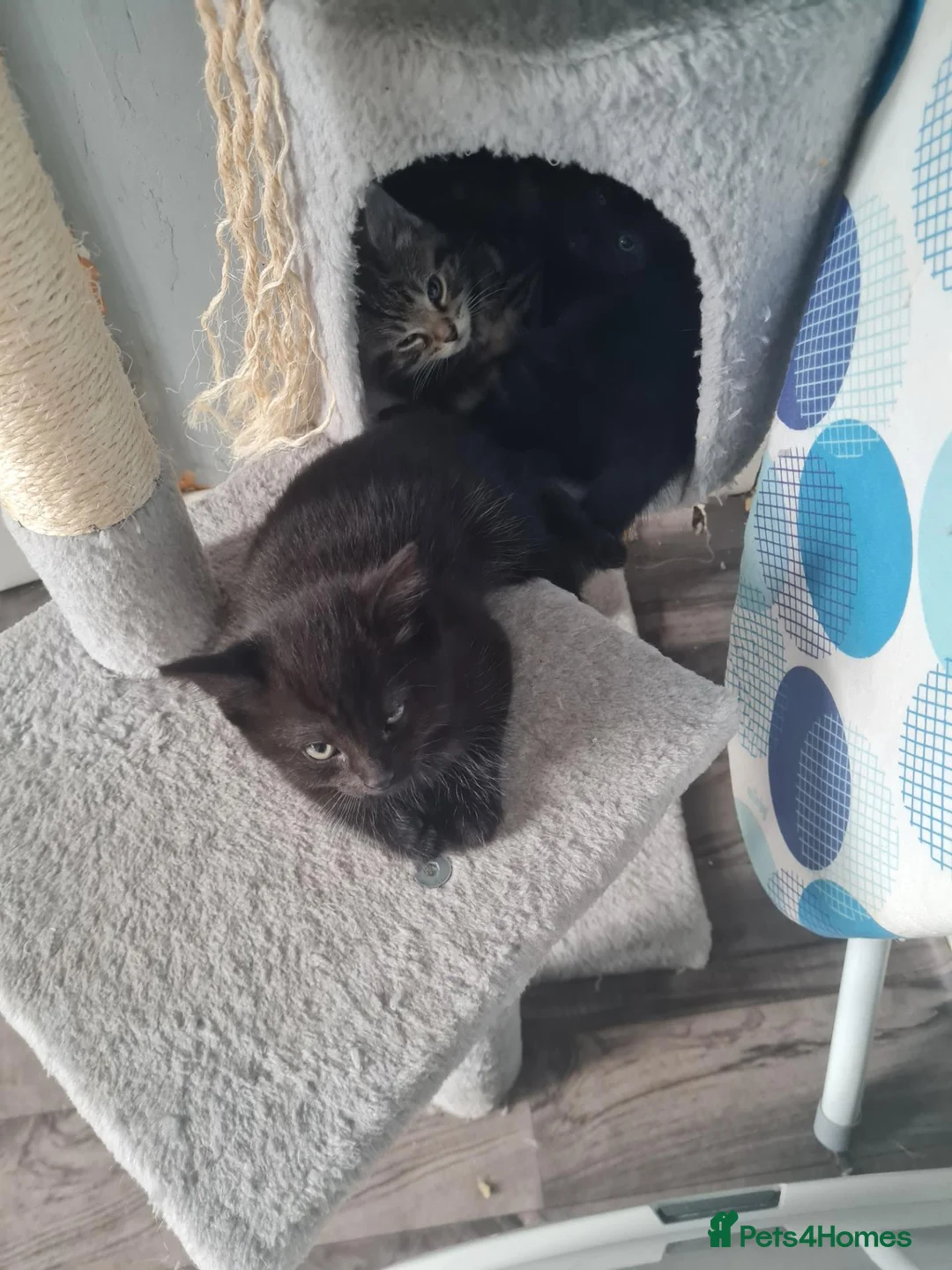 Mixed Breed cats for sale: Very friendly playful kittens for sale - Advert 2