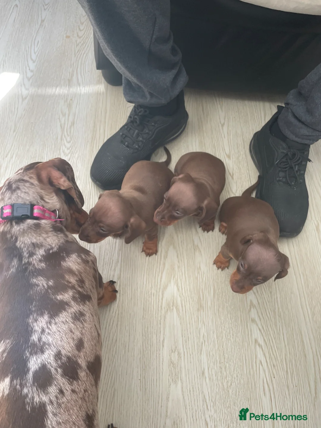 Dachshund dogs for sale: 3 beautiful Choclate and tan dachshund puppy’s  - Advert 1