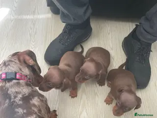 Dachshund dogs 3 beautiful Choclate and tan dachshund puppy’s - Advert 11
