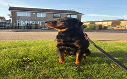 Rottweiler dogs for sale: 2 Year Old Male Rottweiler - Image 3