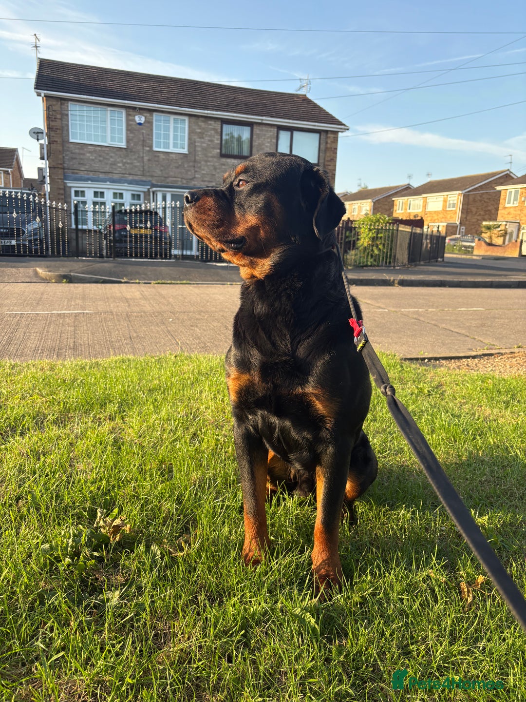 Rottweiler dogs for sale: 2 Year Old Male Rottweiler - Image 3