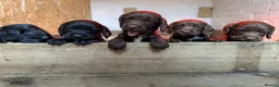 Sprocker dogs for sale: F1 sprocker puppies , ready to go - Advert 11