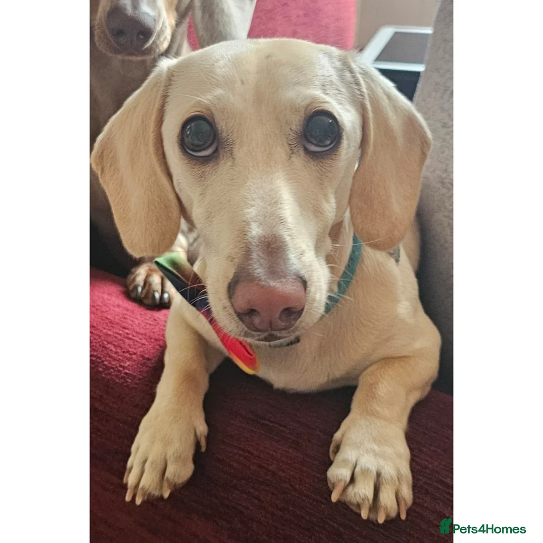 Dachshund dogs for stud: BRADLEY 'COOPER..KC ICEBERG  in Chichester - Advert 1