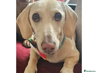 Dachshund dogs BRADLEY 'COOPER..KC ICEBERG - Advert 6