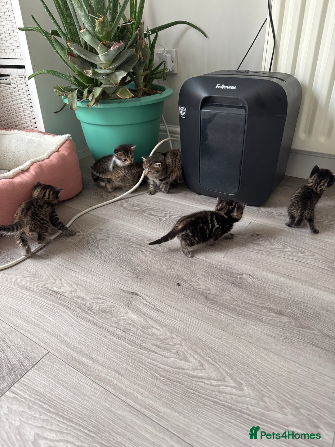 Mixed Breed cats for sale: 🐾 7 Adorable Kittens Looking for Loving Homes 🐾 - Image 1
