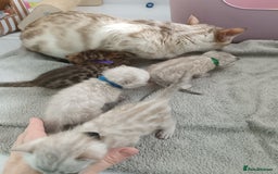 Bengal cats for sale: Tica RG pure bengals  - Image 7