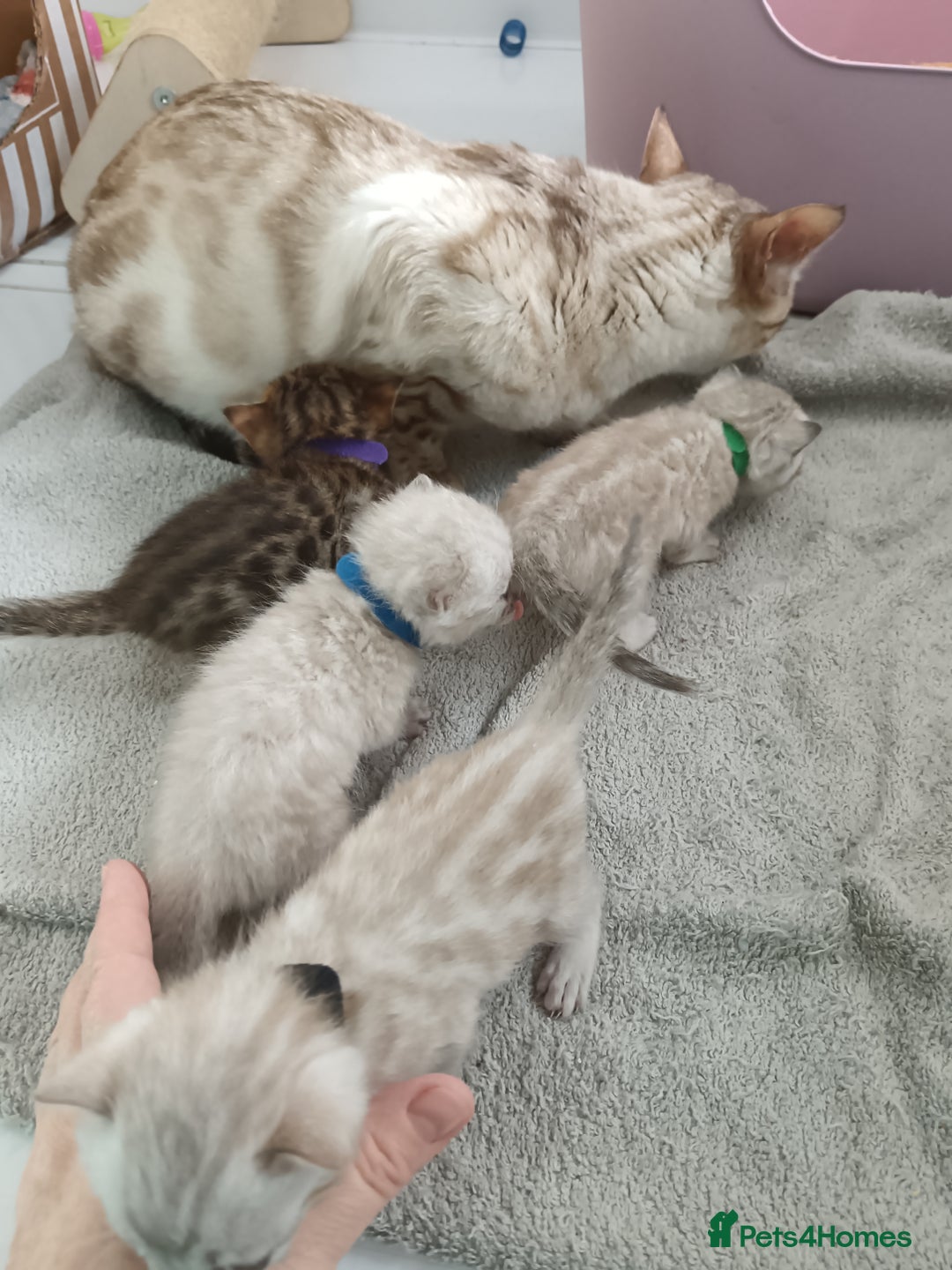 Bengal cats for sale: Tica RG pure bengals  - Image 7