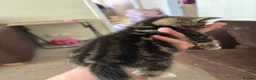 Mixed Breed cats for sale: Beautiful kittens  in Ipswich - Advert 2