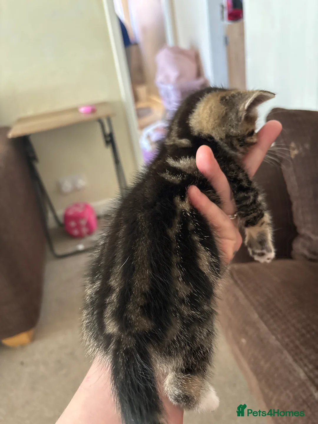 Mixed Breed cats for sale: Beautiful kittens  in Ipswich - Advert 2