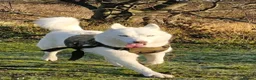 Siberian Husky dogs for sale: Beautiful husky pup for sale  - Advert 3