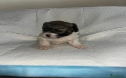 Shihpoo dogs for sale: Shihpoos  - Image 19