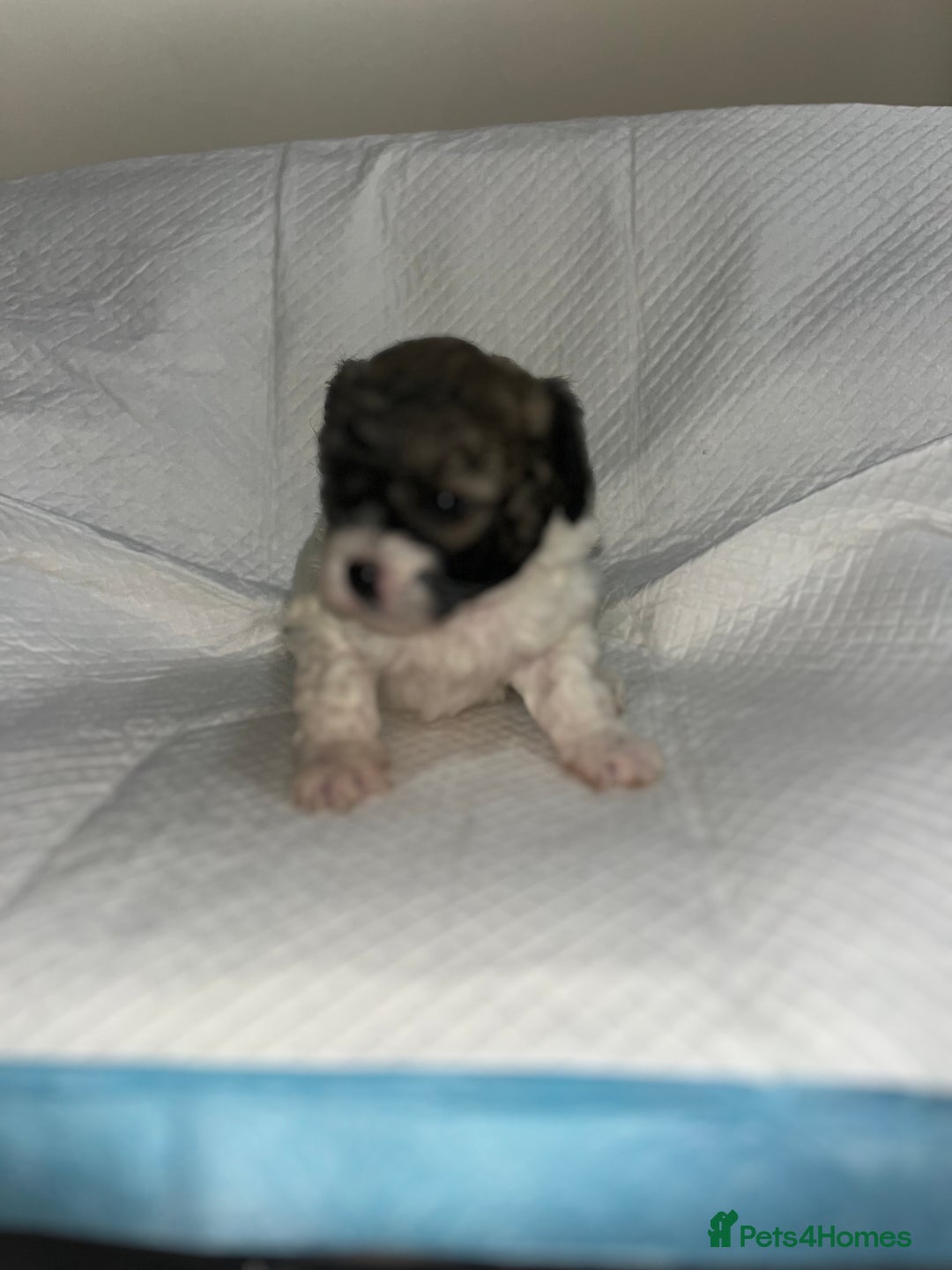 Shihpoo dogs for sale: Shihpoos  - Image 19