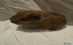 Guinea Pig rodents for sale: ✨ TWO MALE BABY GUINEA PIGS – READY NOW ✨ - Advert 6