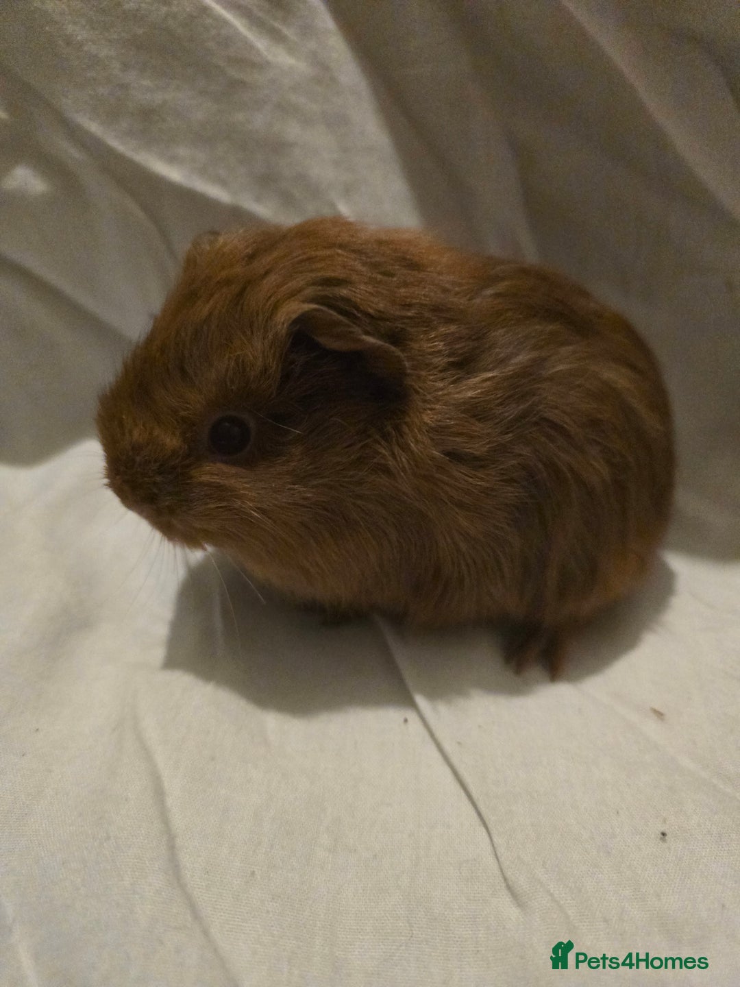 Guinea Pig rodents for sale: ✨ TWO MALE BABY GUINEA PIGS – READY NOW ✨ - Advert 6