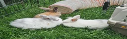 Mixed Breed rabbits for sale: Mixed breed lops for sale. Ready Monday  in Mansfield - Advert 5