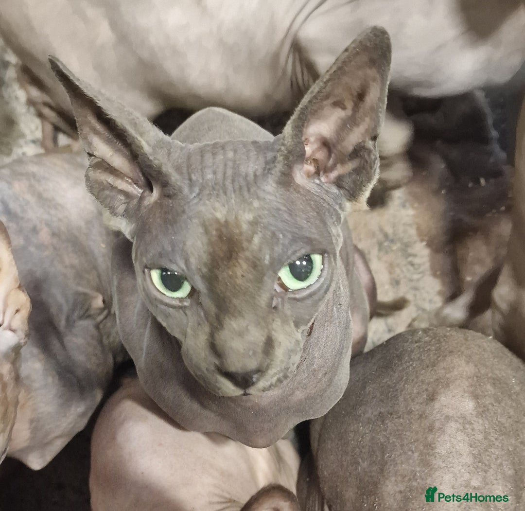 Sphynx cats for sale: Adult Canadian Sphynx for sale and Stud males  - Image 12