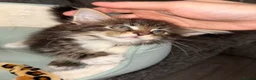 Maine Coon cats for sale: GCCF Maine Coone kittens, tested, vacc, vet check - Advert 4