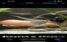 Angelfish fish for sale: Platinum white longfin angelfish - Image 3